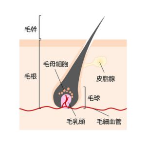 増毛・ウィッグ・ヘアケア・髪の悩みのご相談や対策ならアデランス